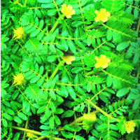 Tribulus Terrestris P.E.