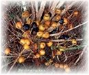 Saw palmetto fruit extract