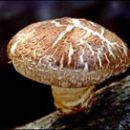 Shiitake Mushroom extract( SHT-Polysaccharide )
