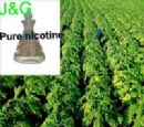 Nicotine tobacco extract